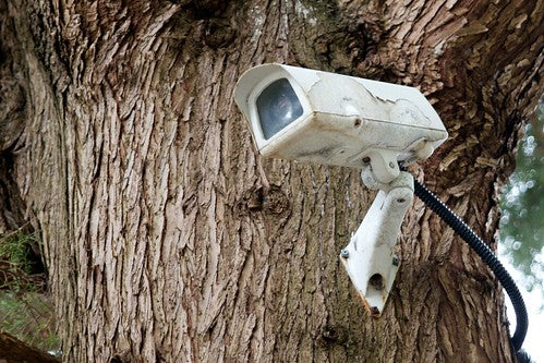 A surveillance camera mounted to the tree outside of a home.